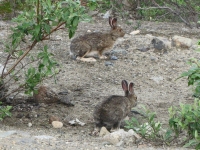 Lots of hares